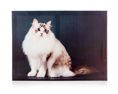 HOME DECOR Obraz CAT 40 x 30 x 2 cm