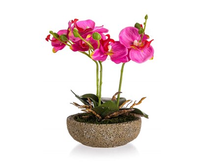 Fuchsie v betonovm kvtini 21,5 x 14 cm