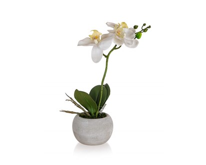 HOME DECOR Orchidej v paprovm kvtini 32 x 23 cm, bl