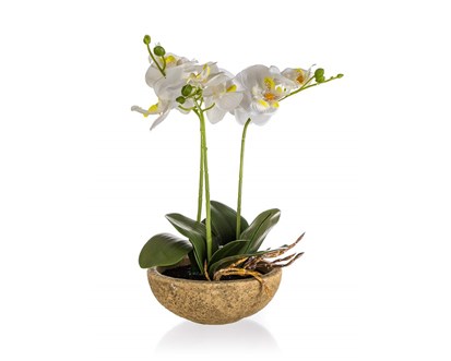 HOME DECOR Orchidej v betonovm kvtini 30,5 x 17 cm, bl