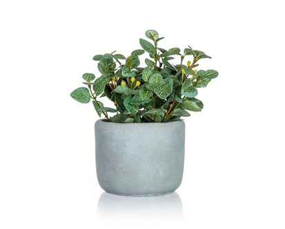 HOME DECOR Kvtina uml v betonovm kvtini EUCALYPTUS 19 x 18 cm