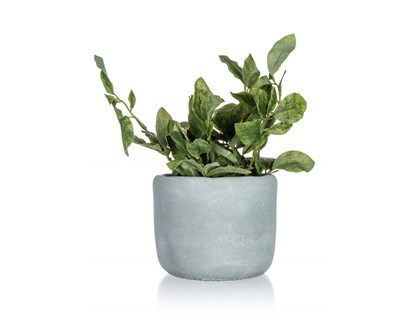 HOME DECOR Kvtina uml v betonovm kvtini GREENERY 18 x 20 cm