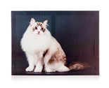 HOME DECOR Obraz CAT 40 x 30 x 2 cm