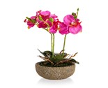 Fuchsie v betonovm kvtini 21,5 x 14 cm