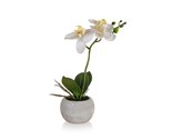 HOME DECOR Orchidej v paprovm kvtini 32 x 23 cm, bl
