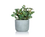 HOME DECOR Kvtina uml v betonovm kvtini EUCALYPTUS 19 x 18 cm