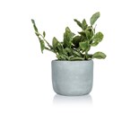 HOME DECOR Kvtina uml v betonovm kvtini GREENERY 18 x 20 cm