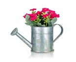 HOME DECOR Kvtina uml v plechovm kvtini MILAN FLOWERS 14 x 15 cm