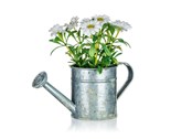 HOME DECOR Kvtina uml v plechovm kvtini DAISY 15 x 15 cm
