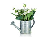 HOME DECOR Kvtina uml v plechovm kvtini BEGONIA 17 x 15 cm